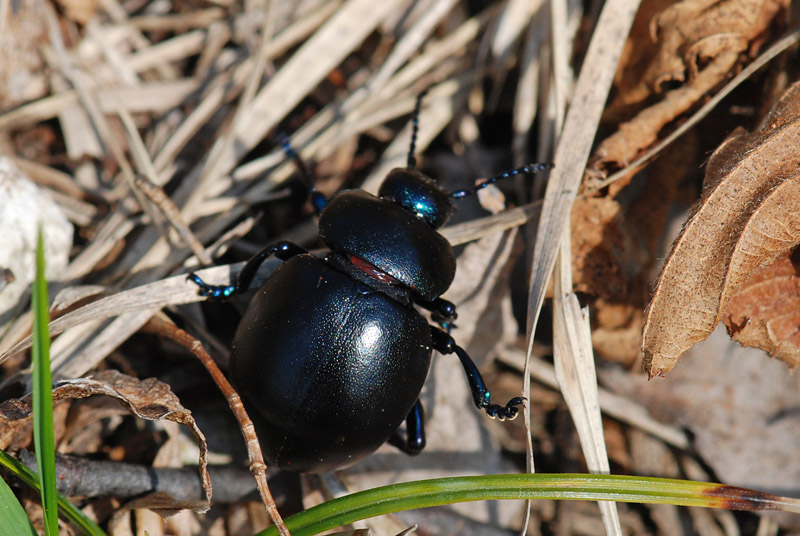 Coleottero: Timarcha nicaeensis